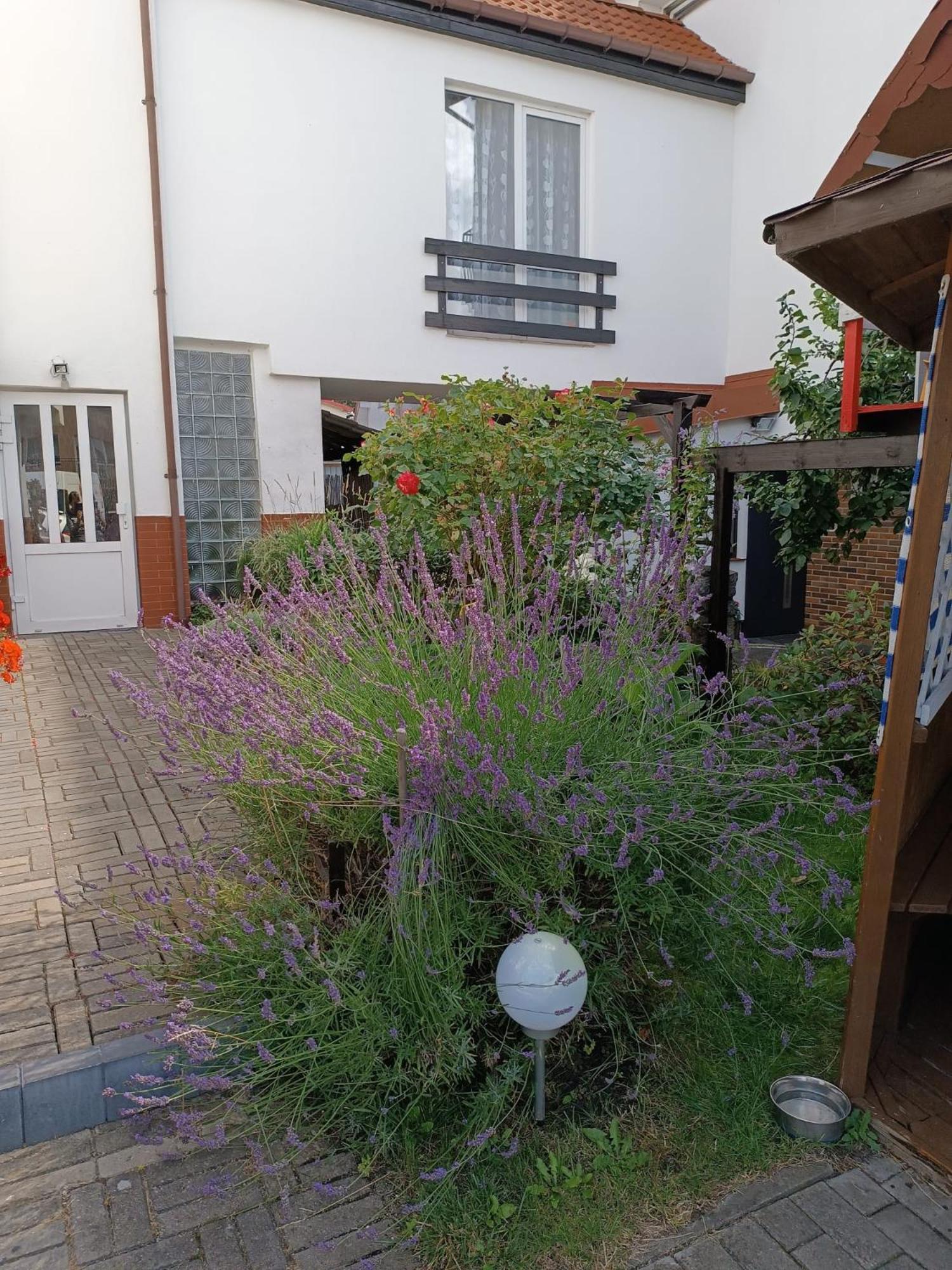 Guest house Marino